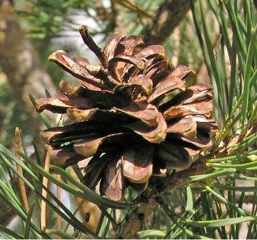 松木 PINE 11ml – 上雄生物科技實業有限公司